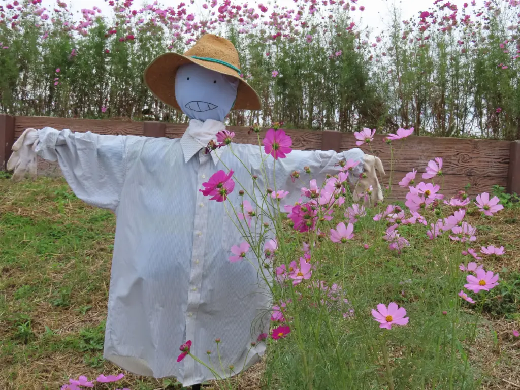 コスモス街道のかかし