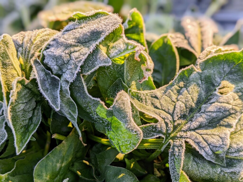野菜　霜