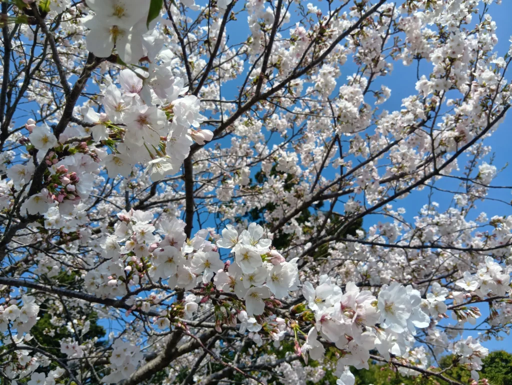 満開の桜