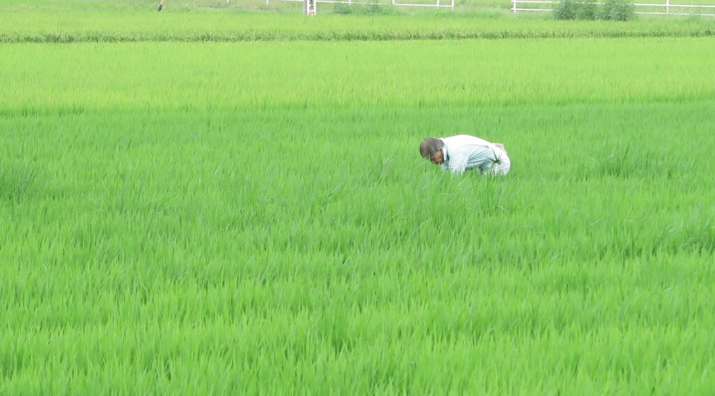 農作業　腰痛