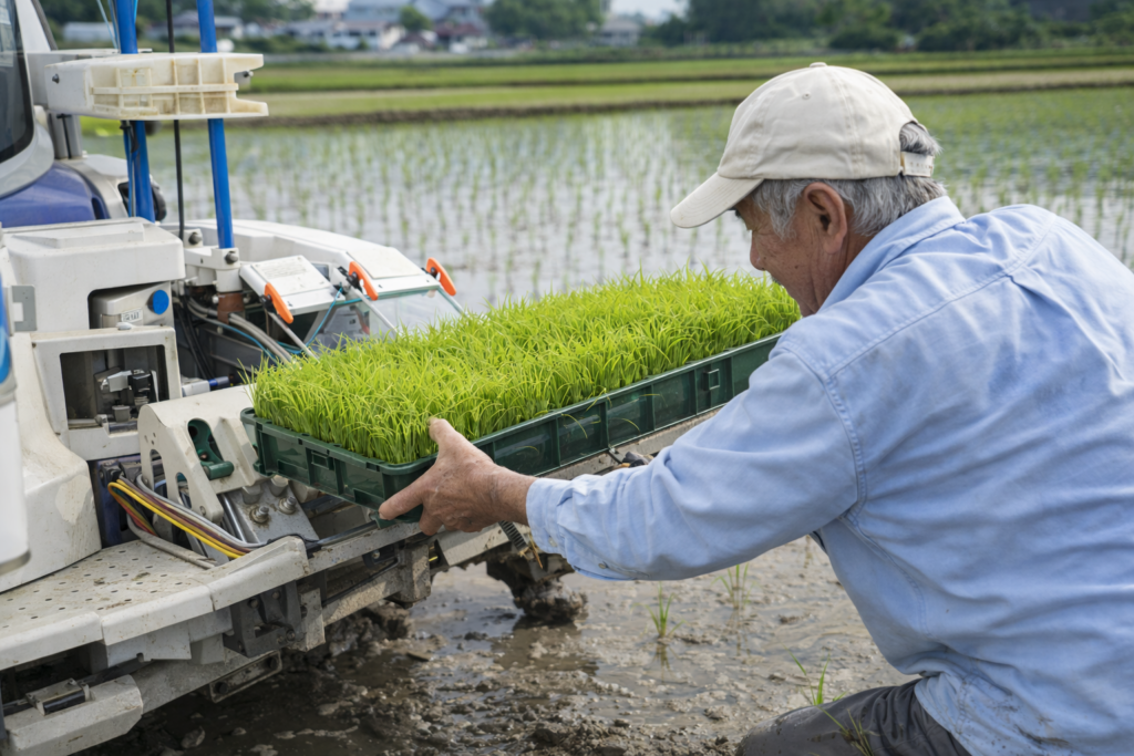 田植え作業